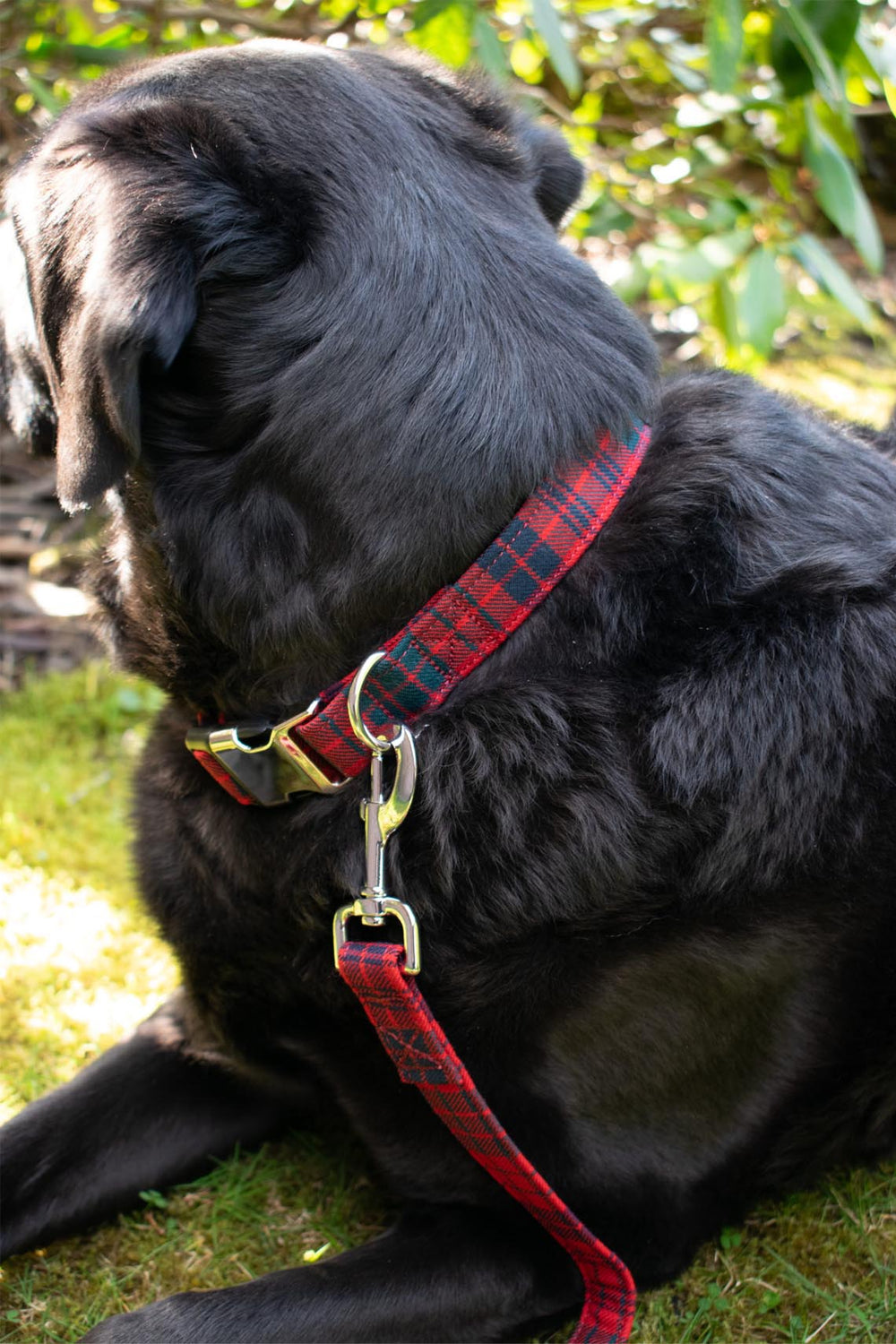 Special Order Dog Collar - Over 300 Tartans