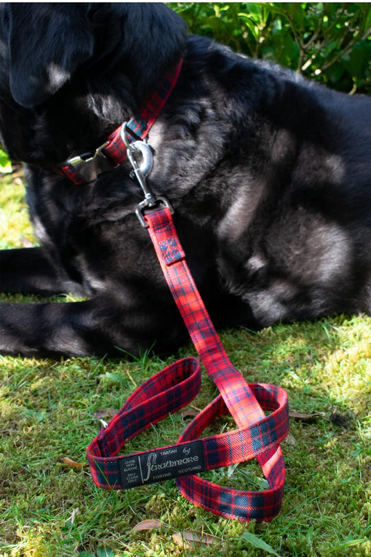 Special Order Dog Leed  - Over 300 Tartans