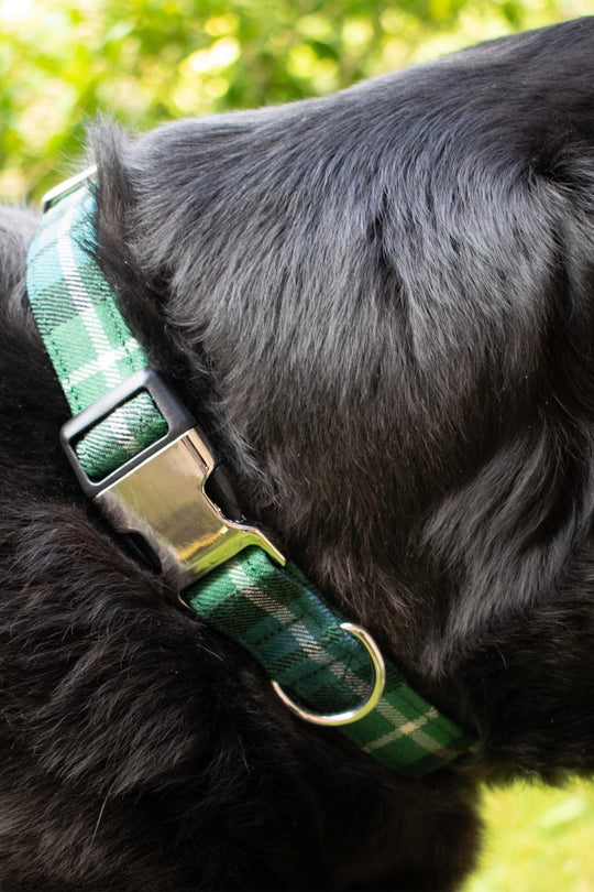 Special Order Dog Collar - Over 300 Tartans